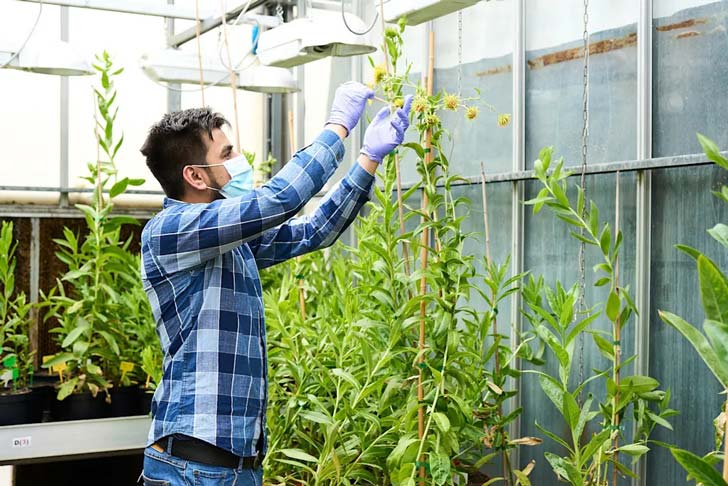 A man in a blue plaid shirt and blue face mask reaches up to take care of a yellow plant in a greenhouse