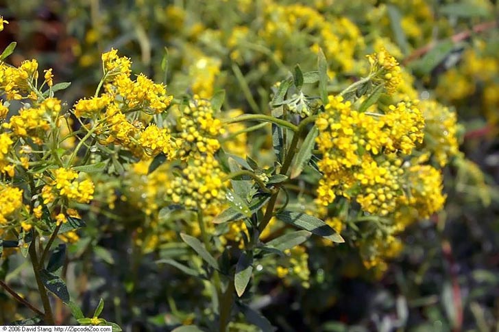Yellow Alyssum argenteum daisy plants
