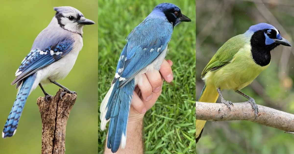 From left to right: A blue Jay, a Blue jay-green jay hybrid, and a green jay in close-up shots within nature. 