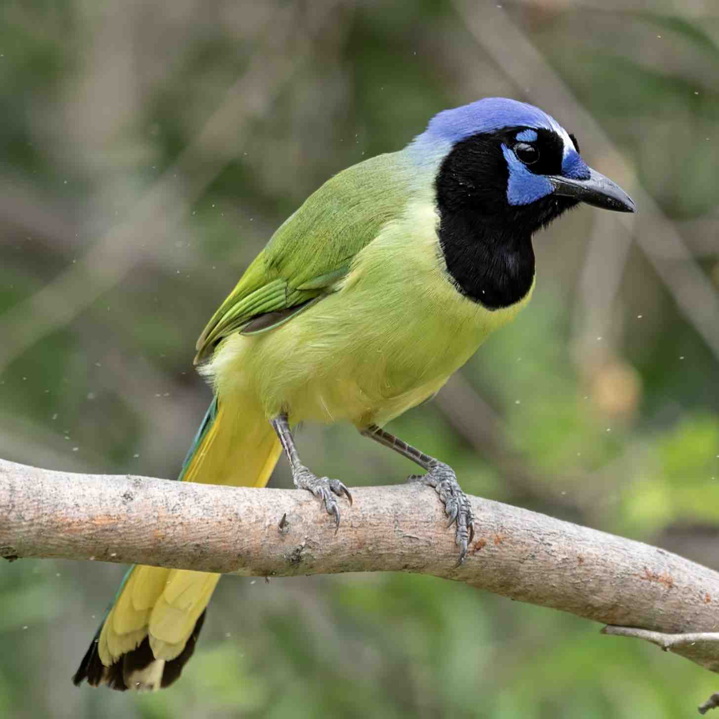 A green jay perched on a branch