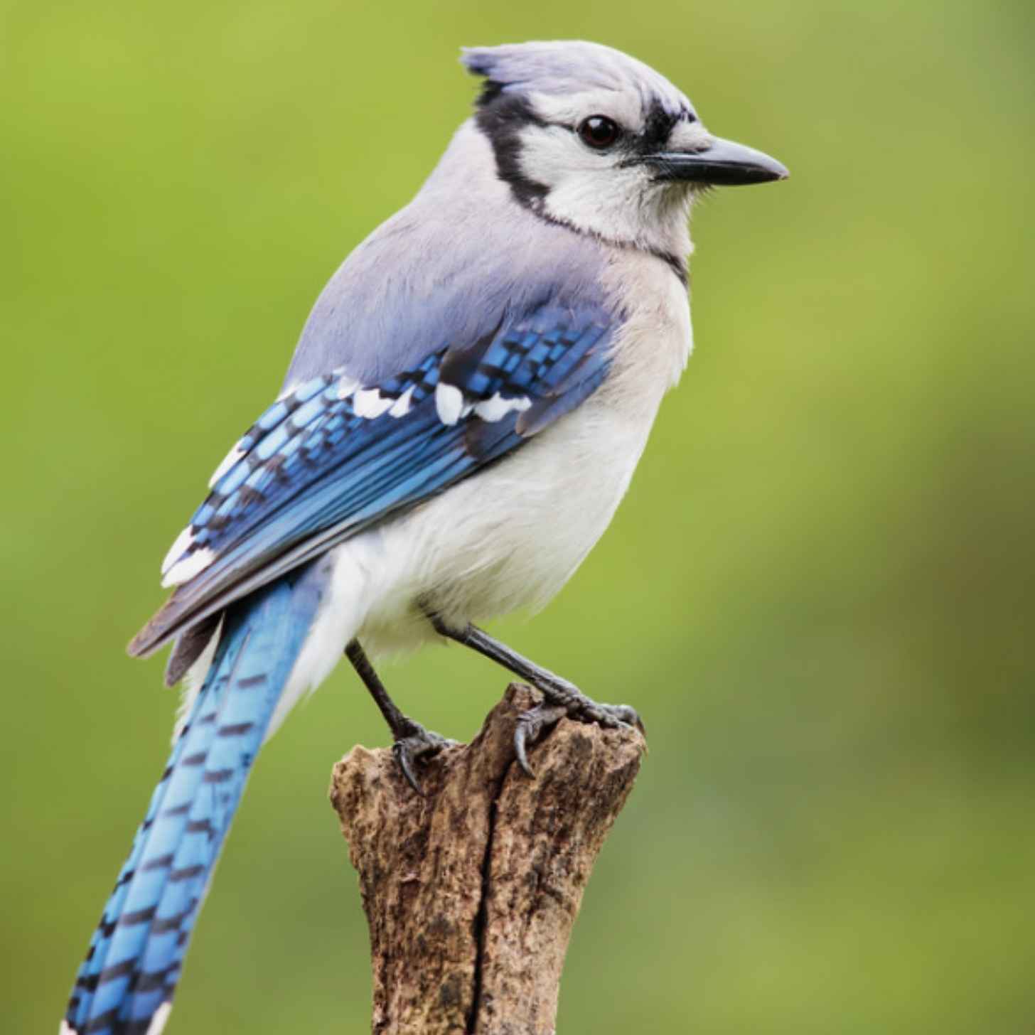 A blue jay perched on a branch.
