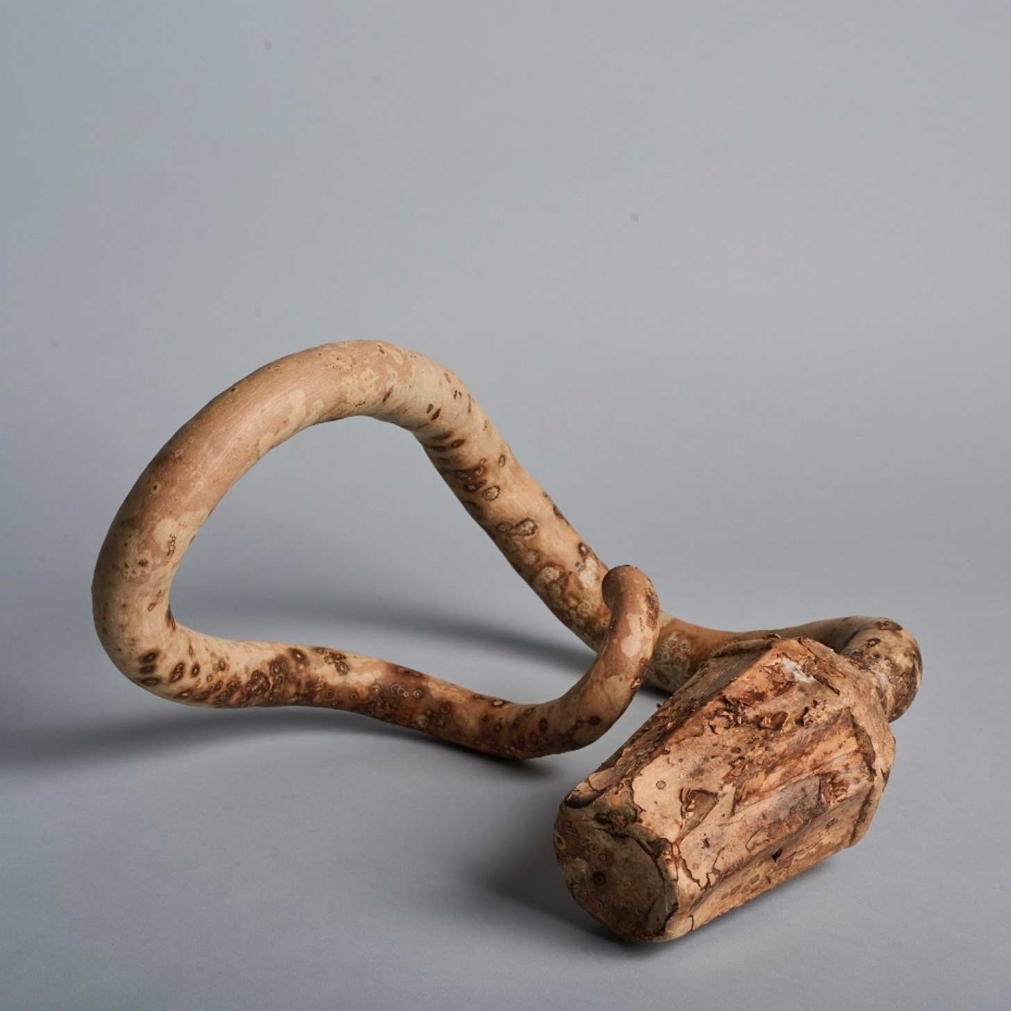 A gourd has been harvested from the ground and sits against a grey backdrop