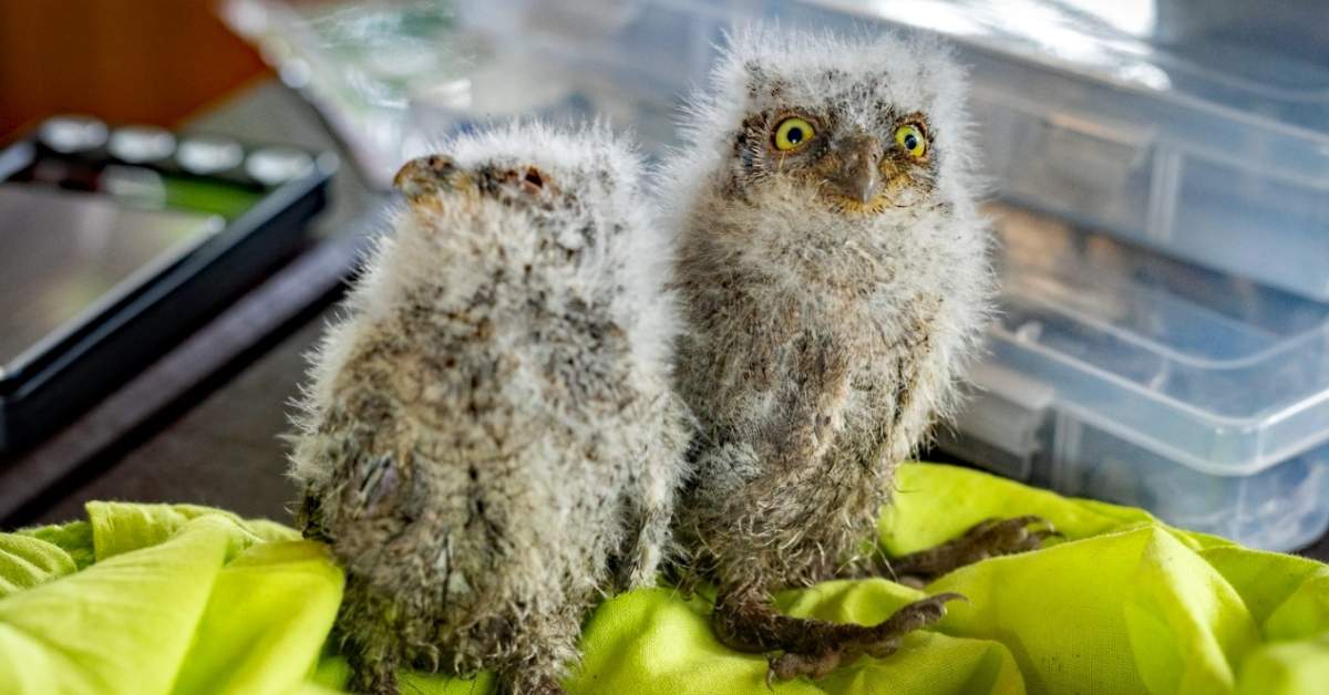 Two baby owls, fluffy and newborn, sit on a yellow towel.