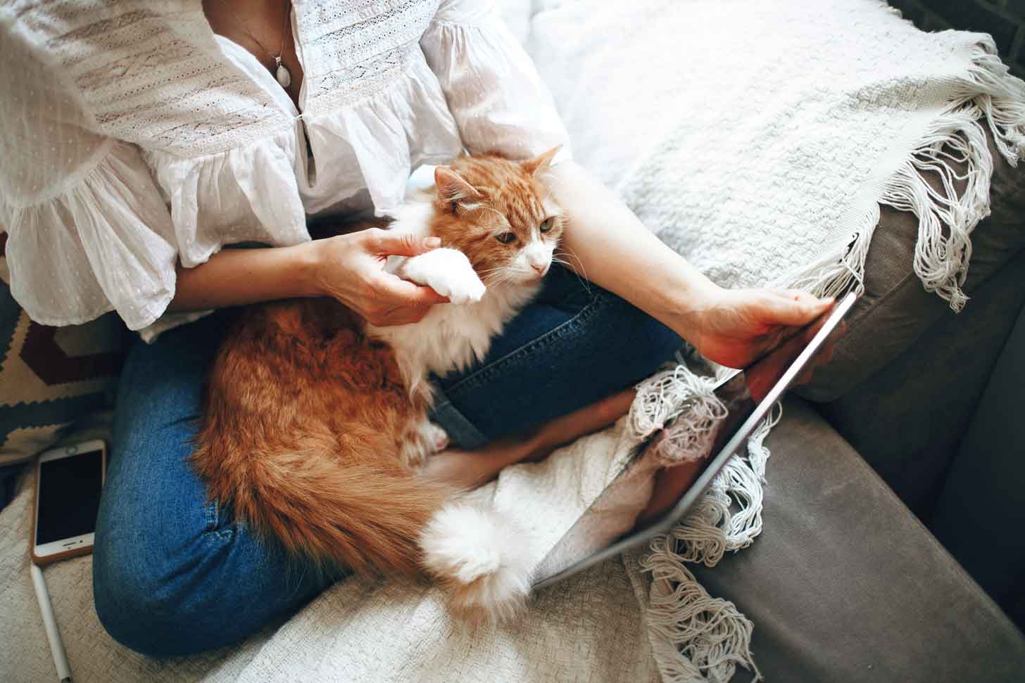 An orange tabby cat sits in a woman's lap looking at a tablet