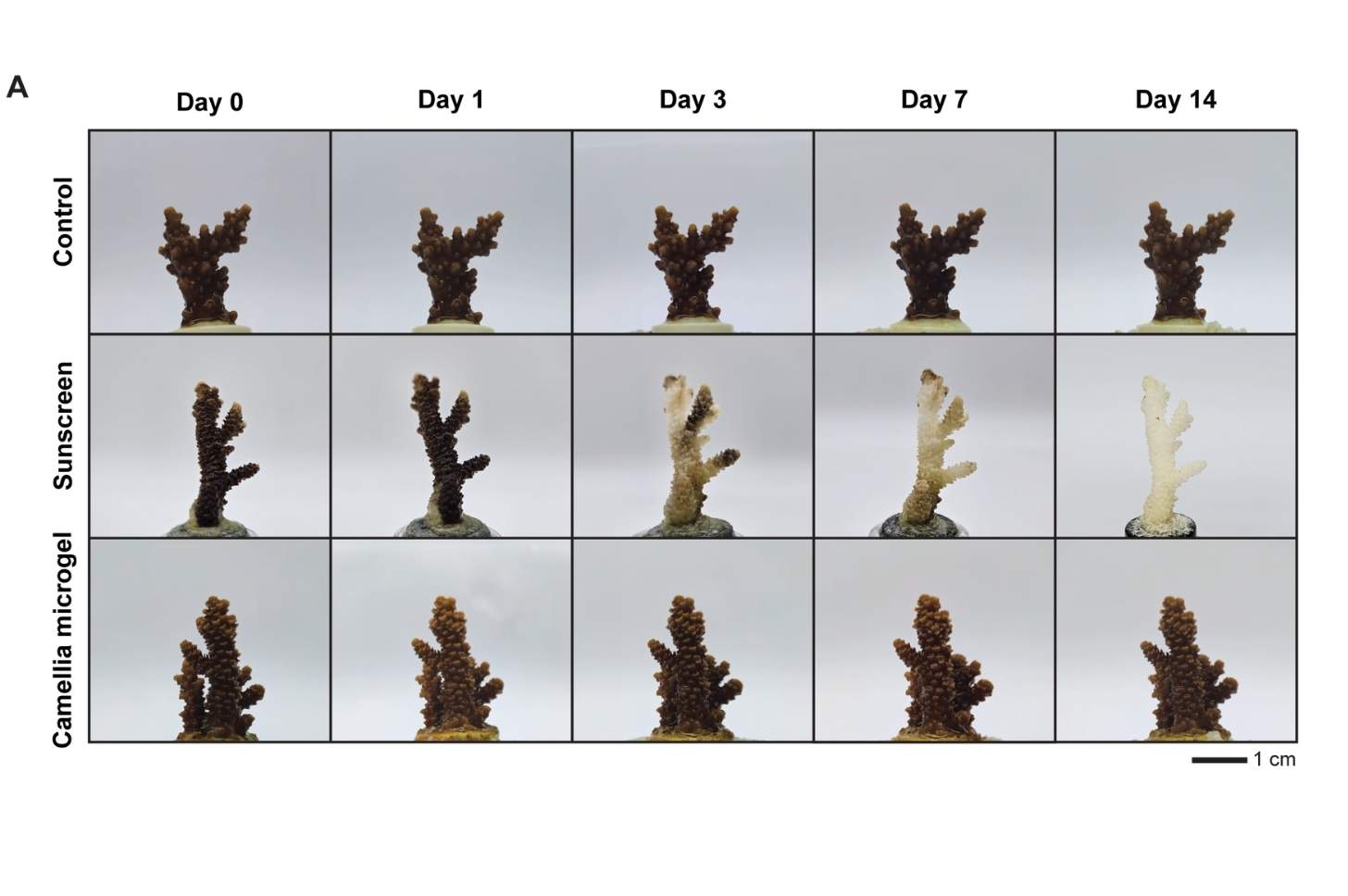 The coral bleaching experiment over 14 days. Image courtesy of NTU Singapore.