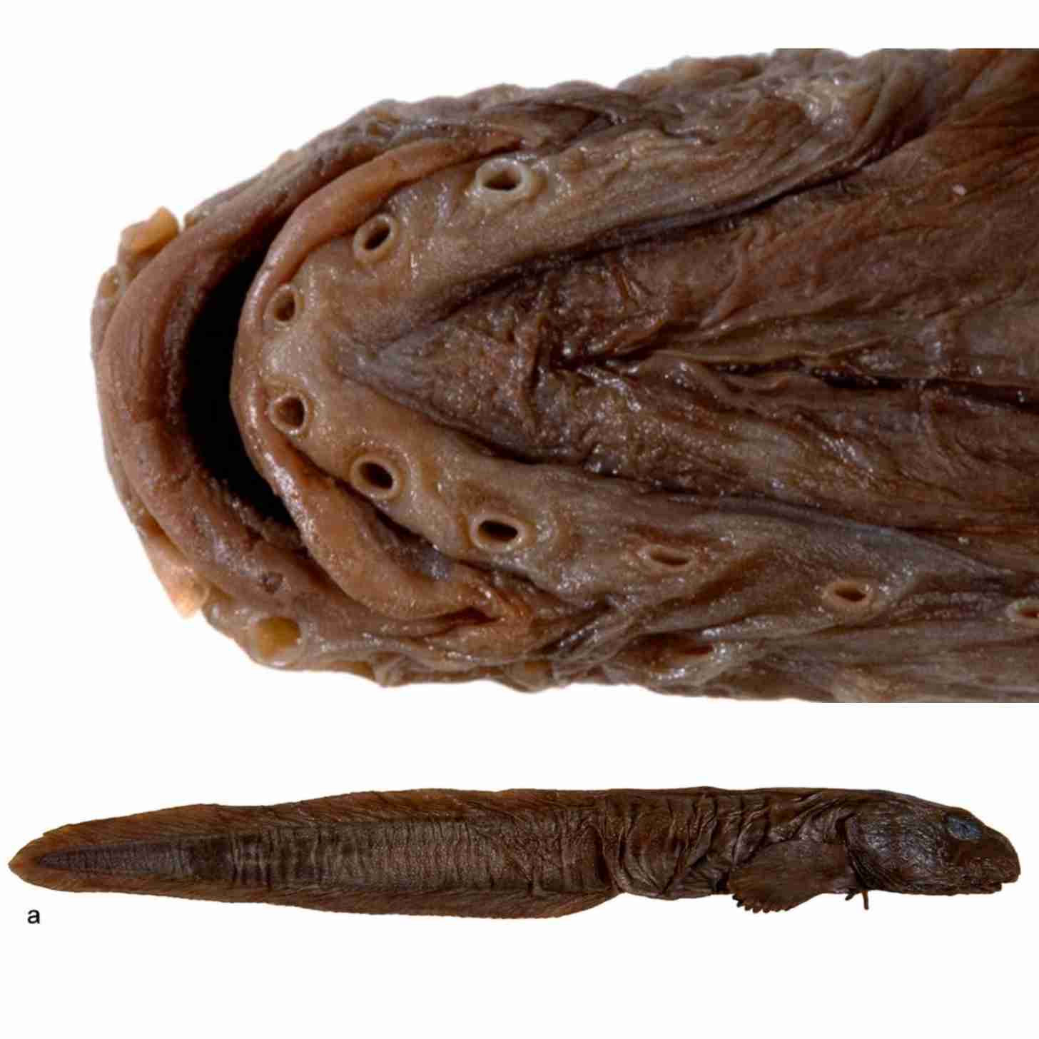 Two images, the top one is up close of the underside of a eelpout fish. The bottom image is the eelpout fish in its entirety photographed from the side