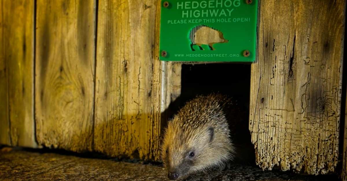 a hedgehog pokes its head out of a hole in a fence. A green sign above the hole reads "Hedgehog Highway: please keep this hole open!"