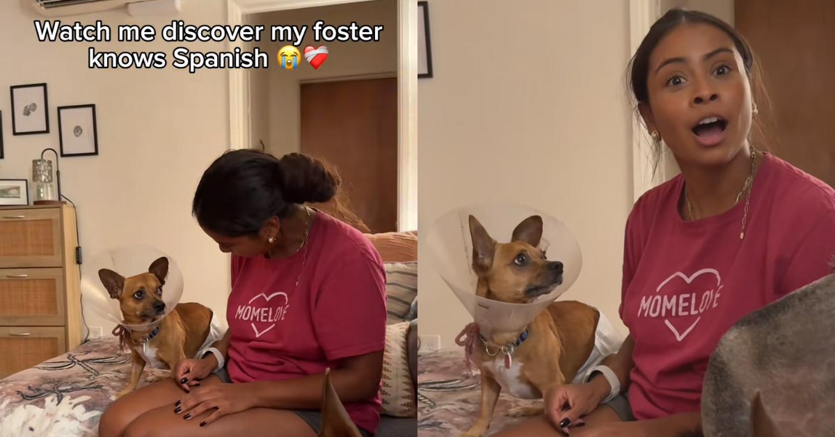 Two screenshots of TikToks. In them, a woman in a pink shirt looks down at a Chihuahua and then looks back at the camera, mouth agog