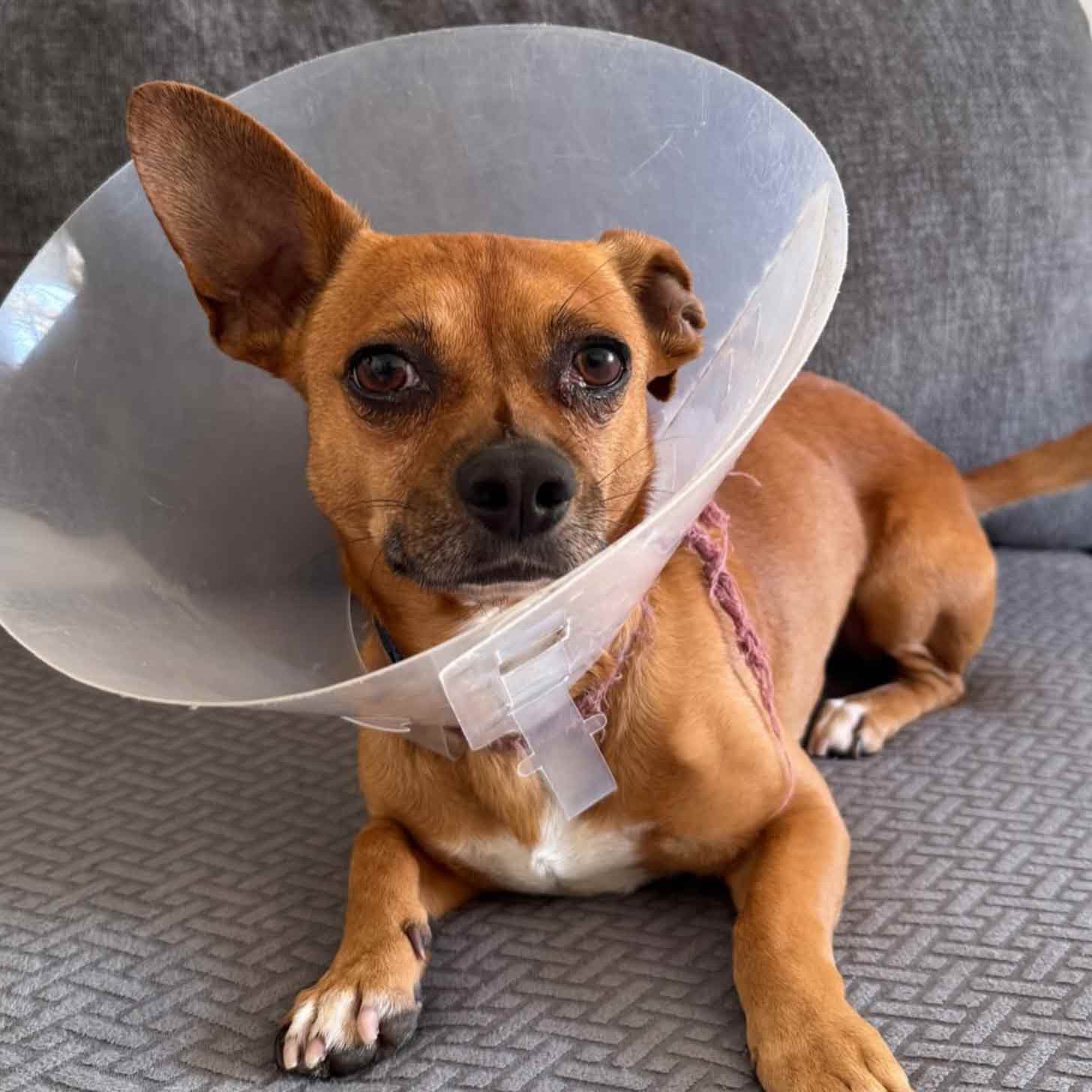 A tan Chihuahua with a clear e-collar around its neck