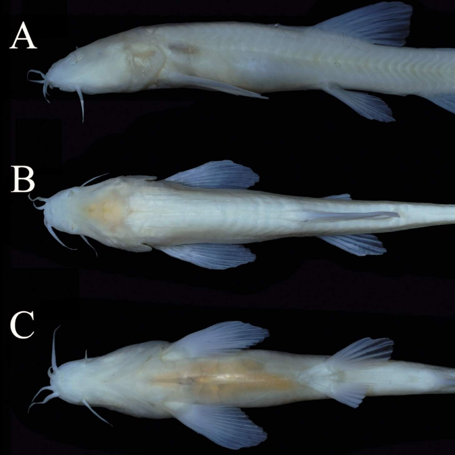 Three specimen of loach that have almost translucent skin