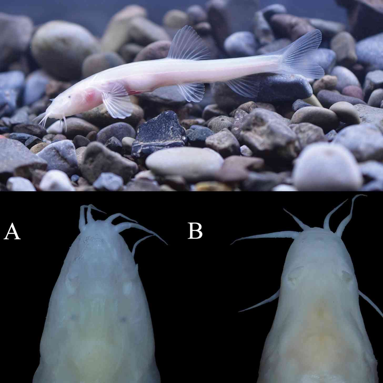 Top: picture captured of a live Baishuijiang high-plateau loach swimming near rocks underwater. Below, close up images of the male and female loach