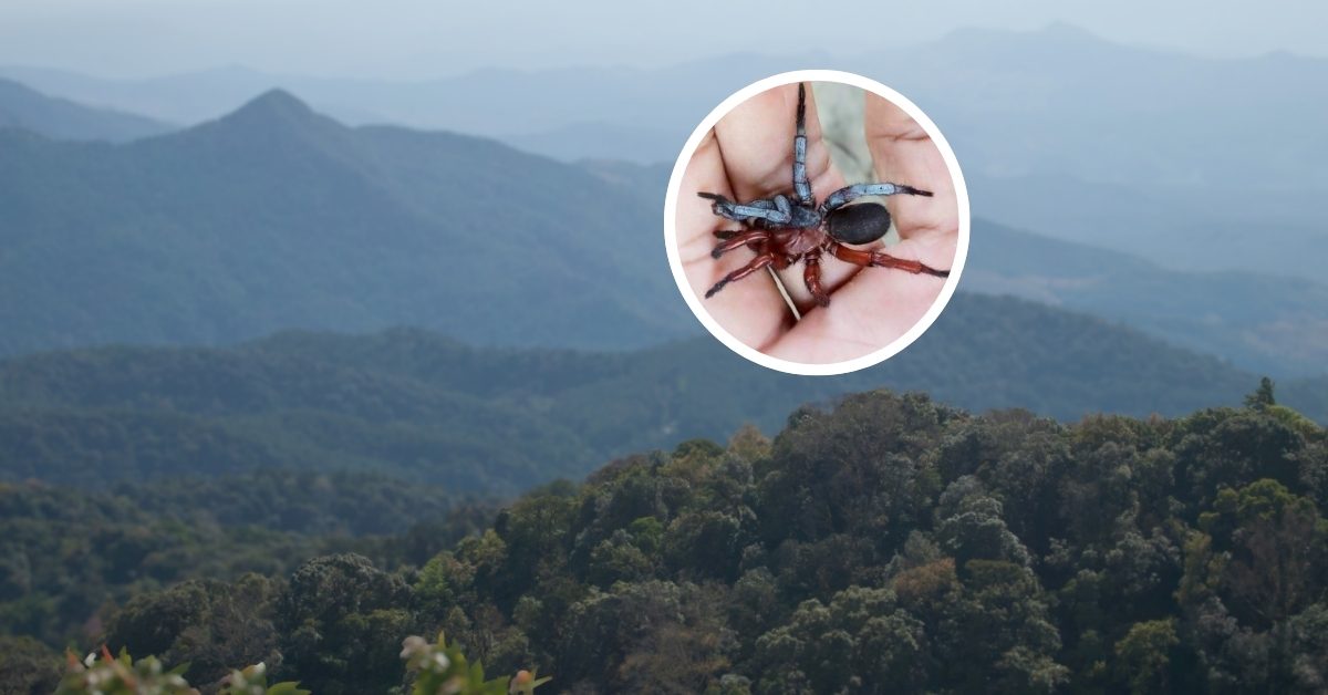 The western forests of Thailand in the background, a small circle lined with white with a close up image of a new species of burrowing spider, that is half orange and half blue-gray.
