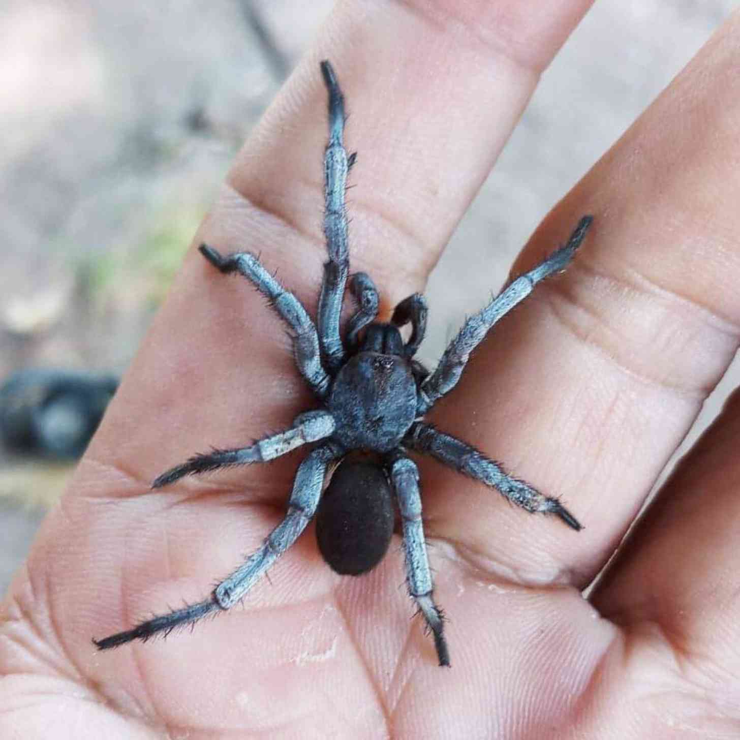 a blue-gray spider held in someone's hand