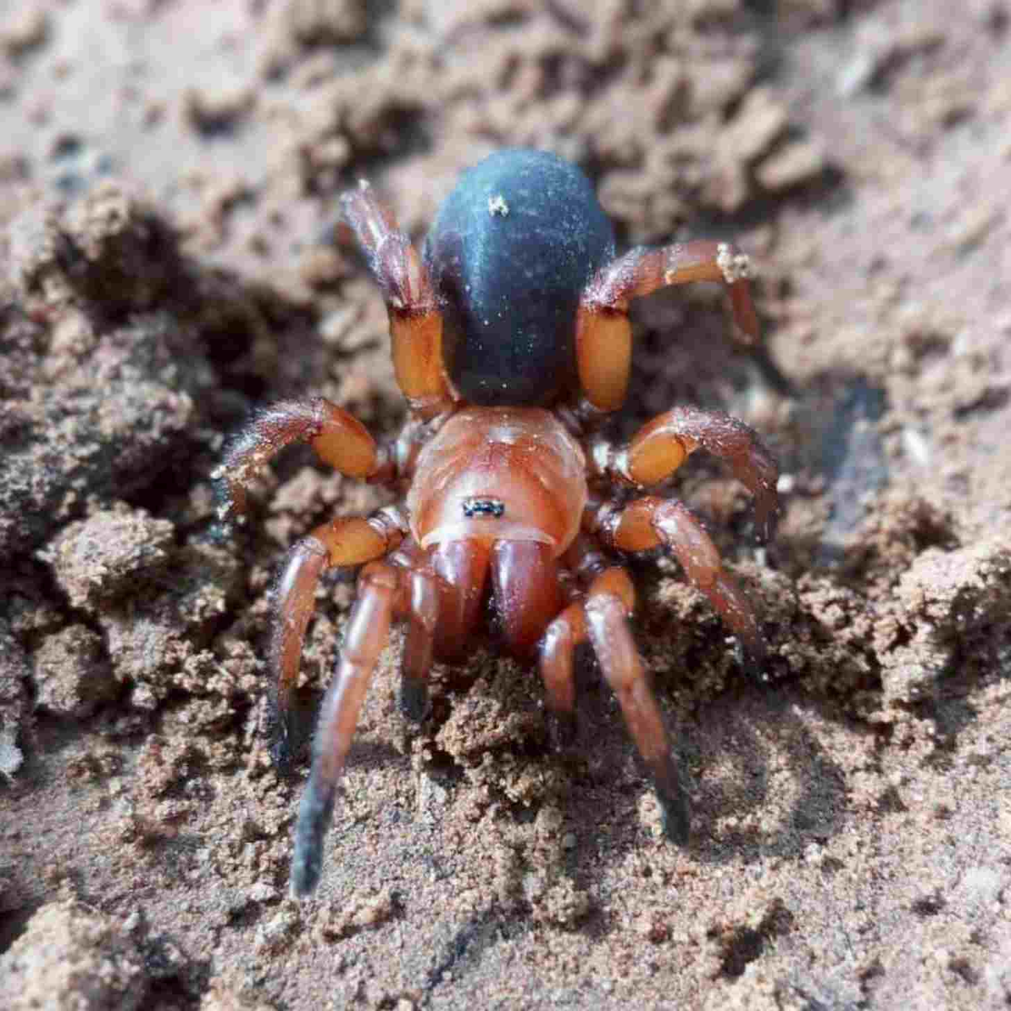 A large orange burrowing spider in the sand
