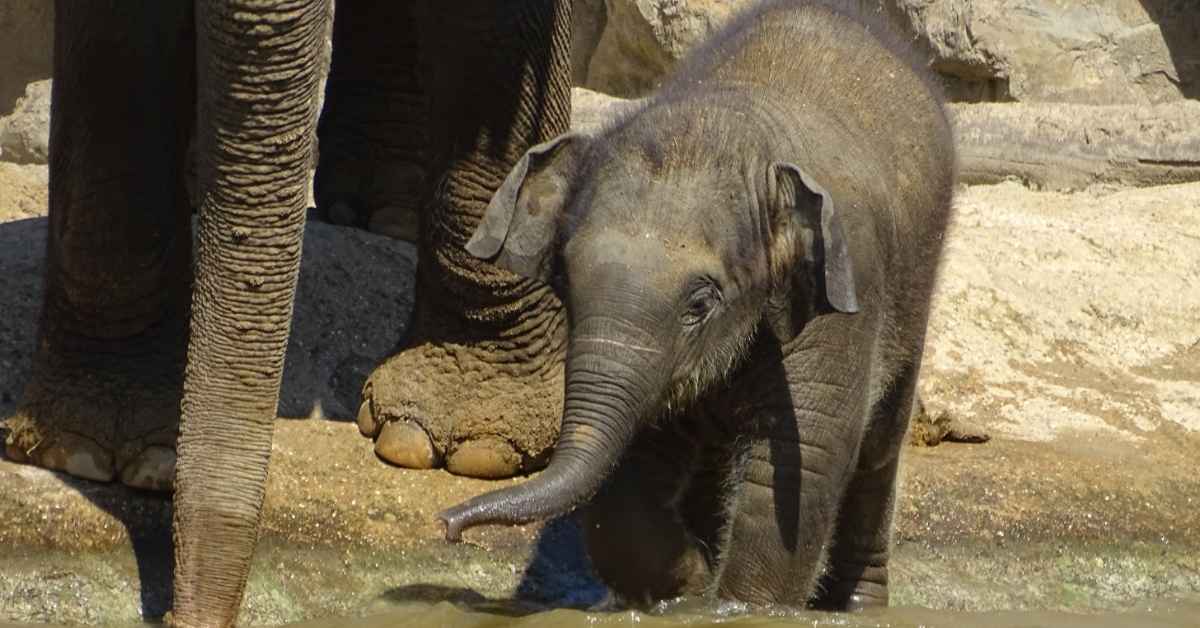 An Asian elephant baby walks beside her mother, who's trunk dangles in from just out of frame