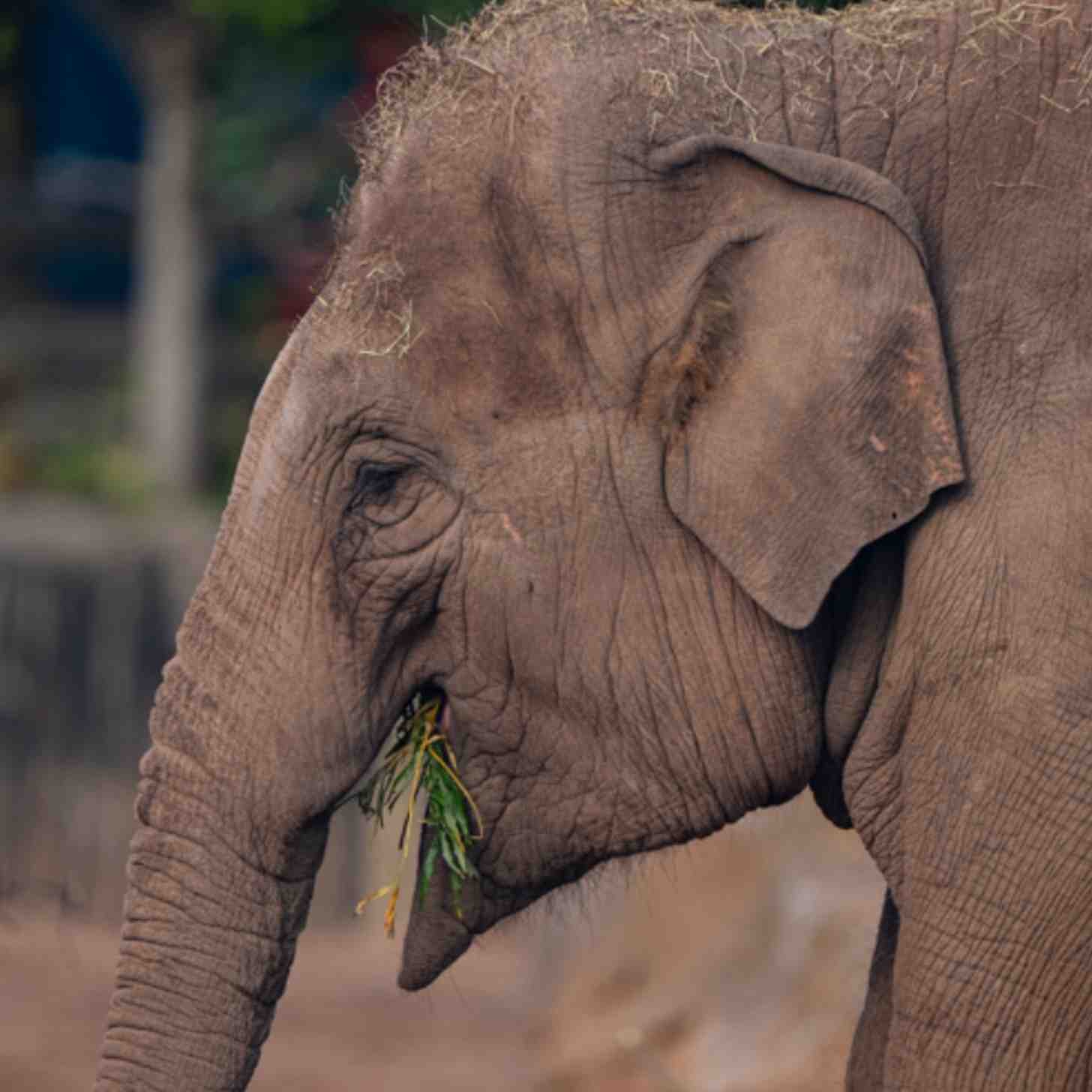 An Asian elephant munches on leaves.