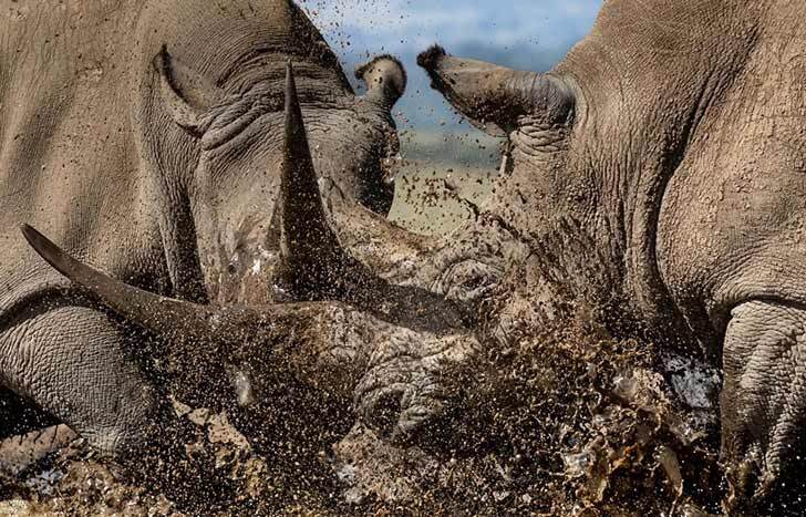 A pair of southern white rhinos (Ceratotherium simum simum) clash in the waters of the Solio Game Reserve, Kenya
