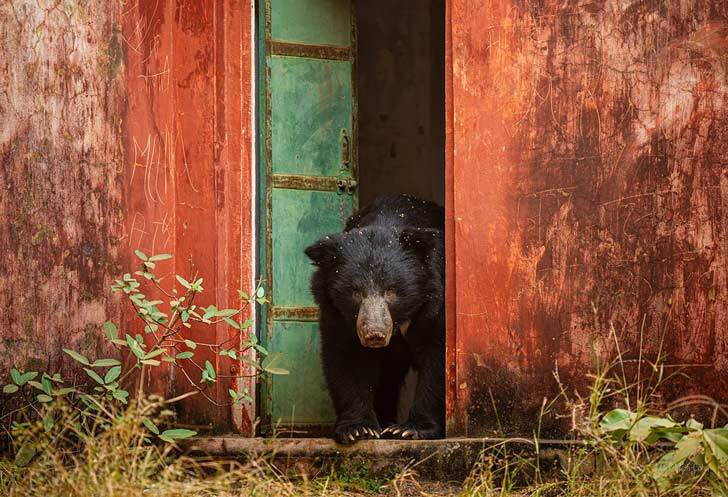 A sloth bear (Melursus ursinus) answers the door in Ranthambore National Park, India
