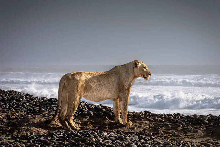 A lioness stares out to sea on the beach of the Skeleton Coast, Namibia