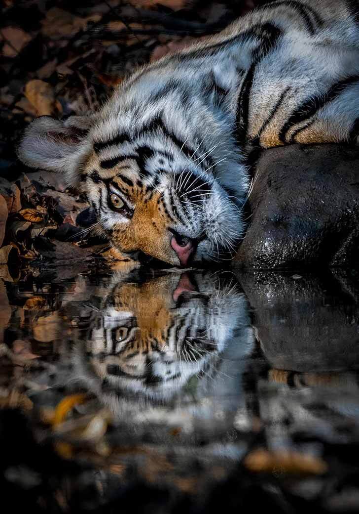 A Bengal tiger lies peacefully as their face is reflected in the water, in Bandhavgarh National Park, India.