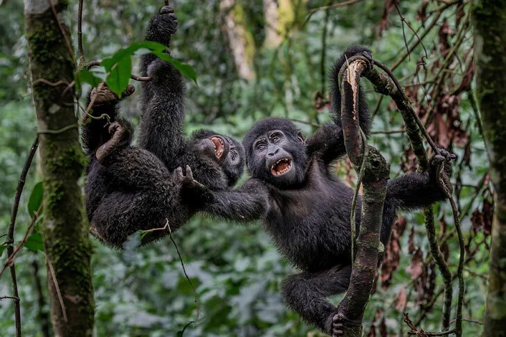 Two young mountain gorillas play and have fun in the trees in this wonderful image, taken in the Bwindi Impenetrable National Park, Uganda