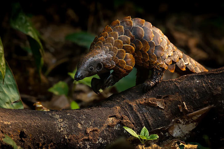 A black-bellied pangolin (Phataginus tetradactyla) photographed in Sangha Lodge, Dzanga Sangha, Central African Republic