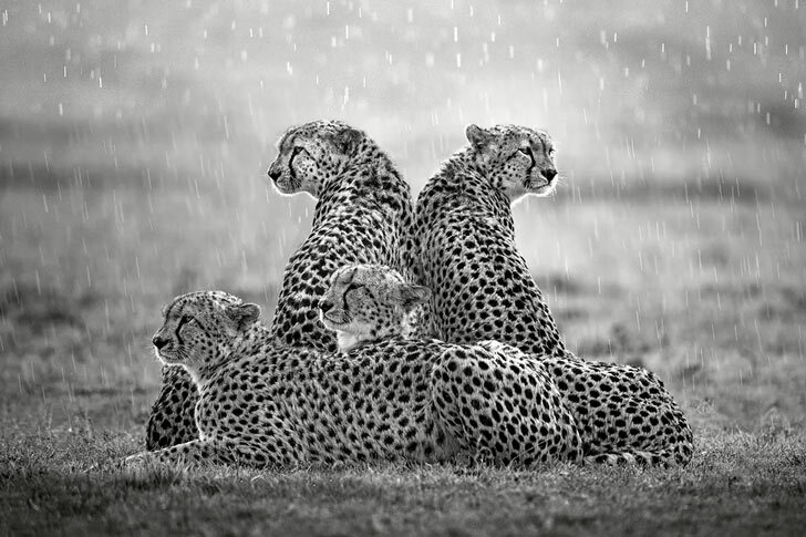 A group of cheetahs don't seem to mind the rain as they rest in the Maasai Mara National Reserve, Kenya