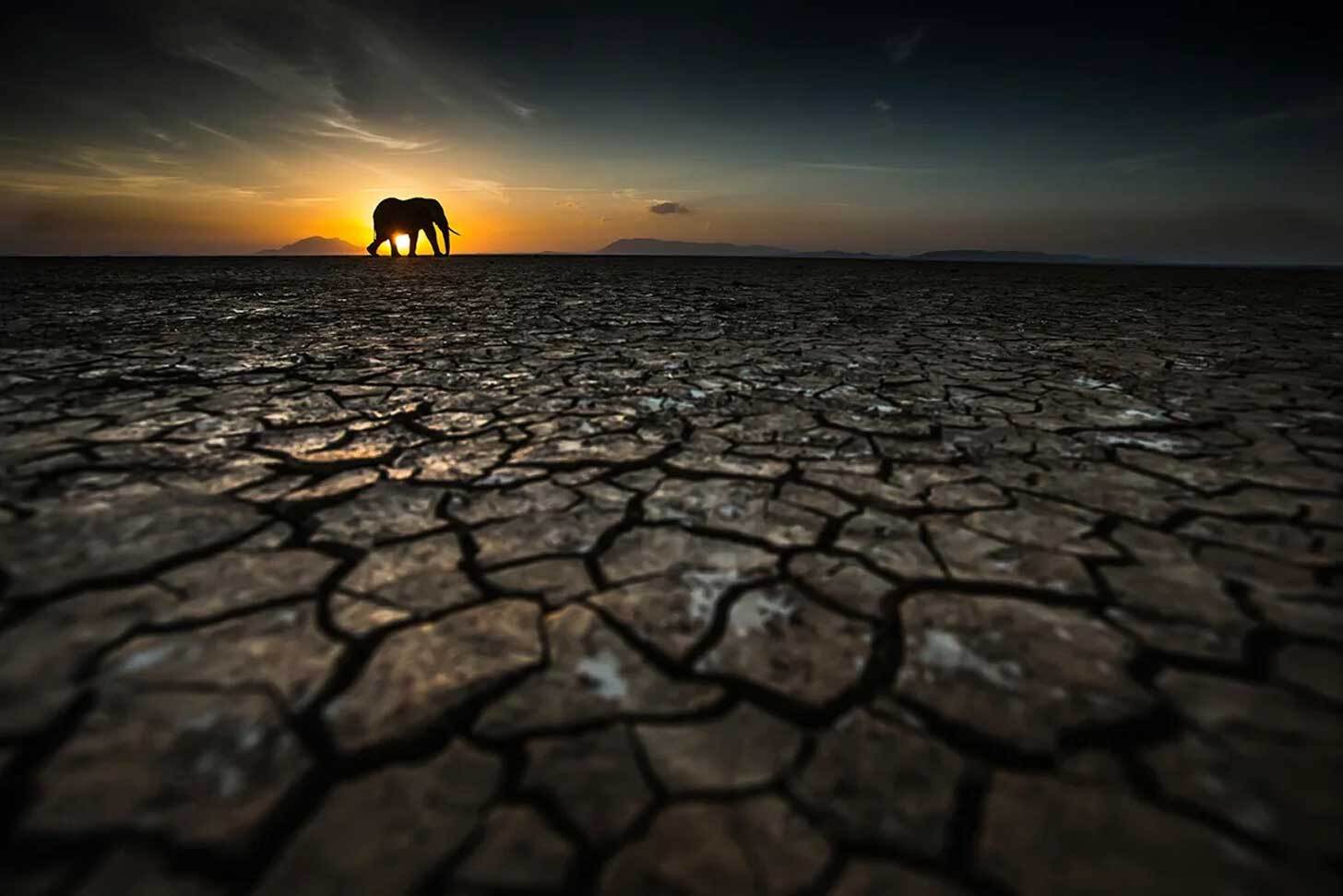 An African elephant against the sunset of the Amboseli National Park, Kenya