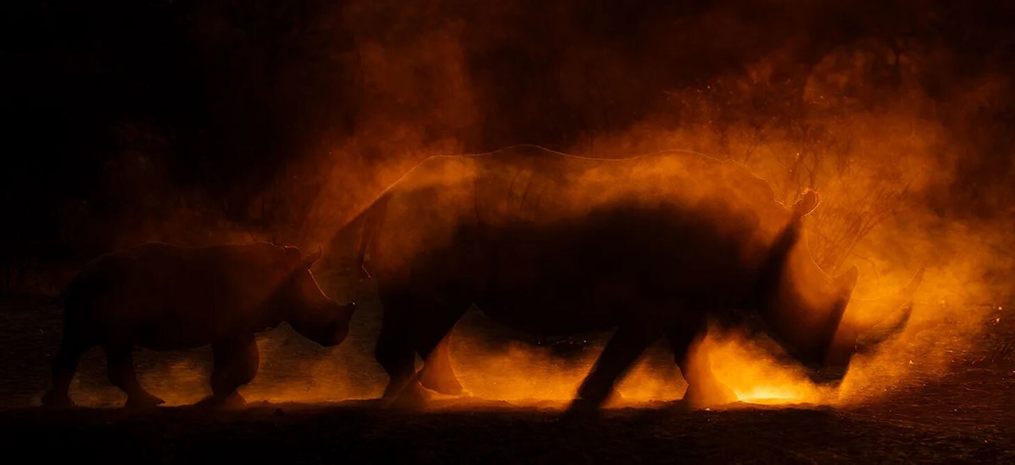 A rhino mother and calf rest in the heat of the day in this beautifully atmospheric image taken in Botswana.