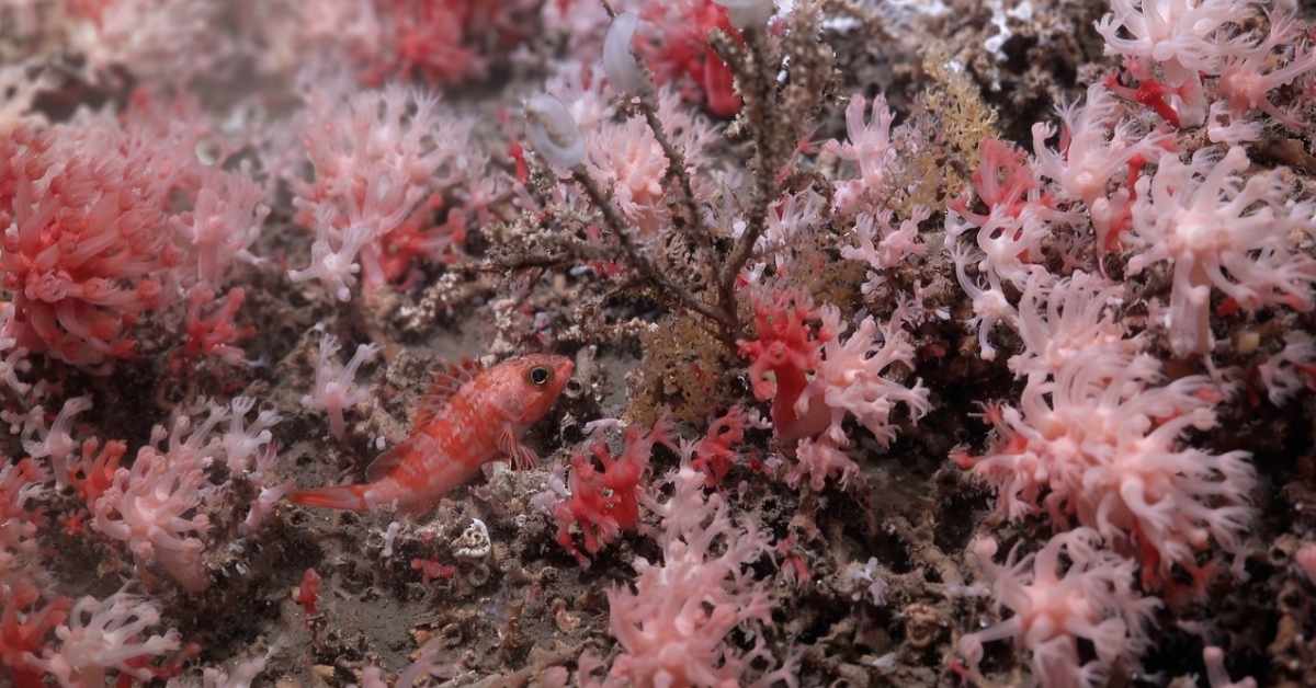  Blackbelly rosefish (Helicolenus dactylopterus) were documented among soft mushroom corals (Heteropolypus sp) at 246 meters deep off the coast of Uruguay