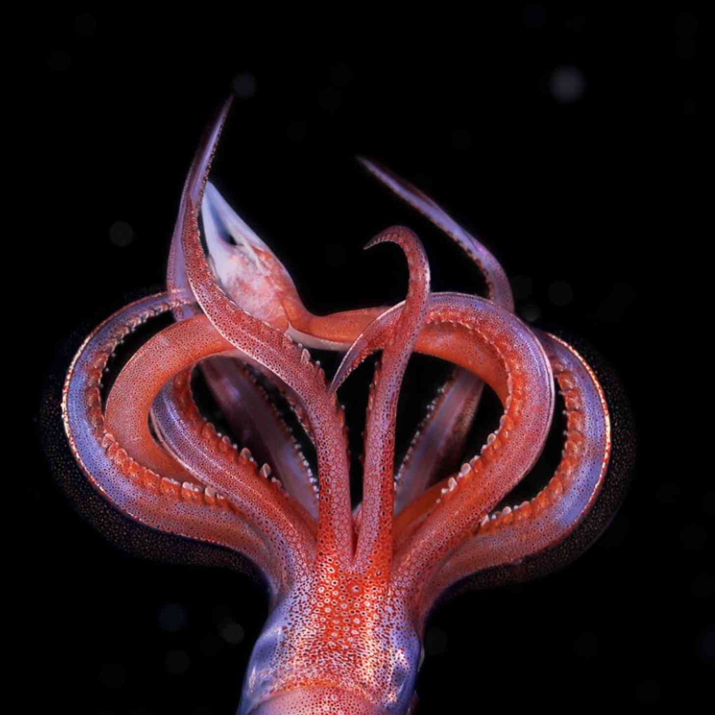 an orange squid floats upside down in inky black waters under the ocean