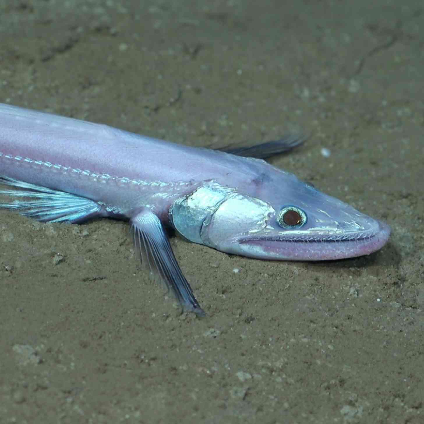 This deep-sea lizardfish from the family Bathysauridae was observed at 3,125 meters