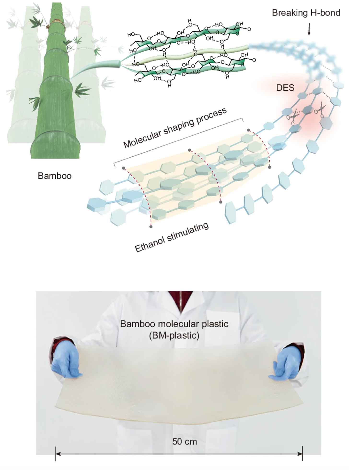 A diagram of bamboo being broken down and turned into a plastic alternative