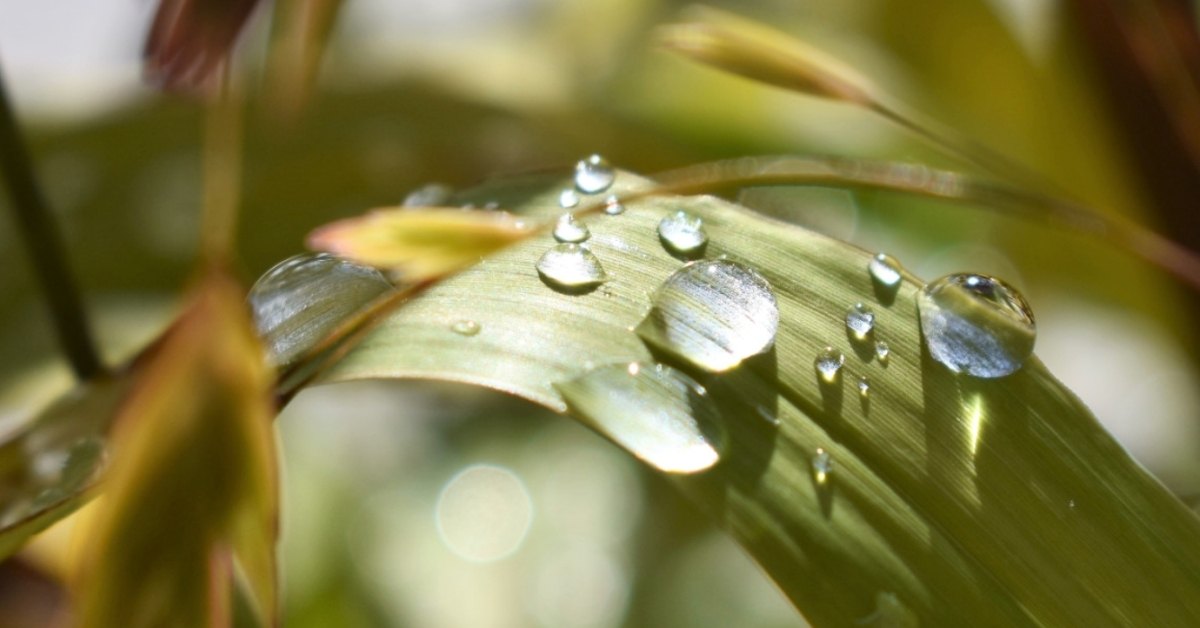 Close up image of water droplets on bamboo leaves