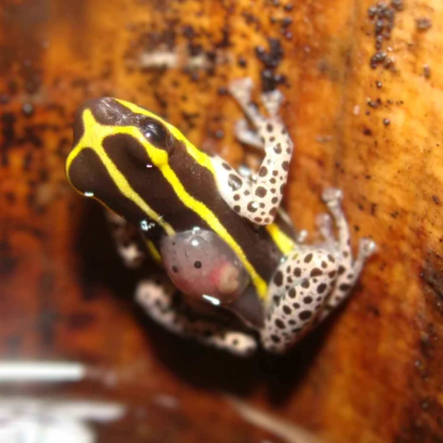 A poison dart frog with yellow and black coloring climbs up the size of bamboo with a tadpole riding on its slick back