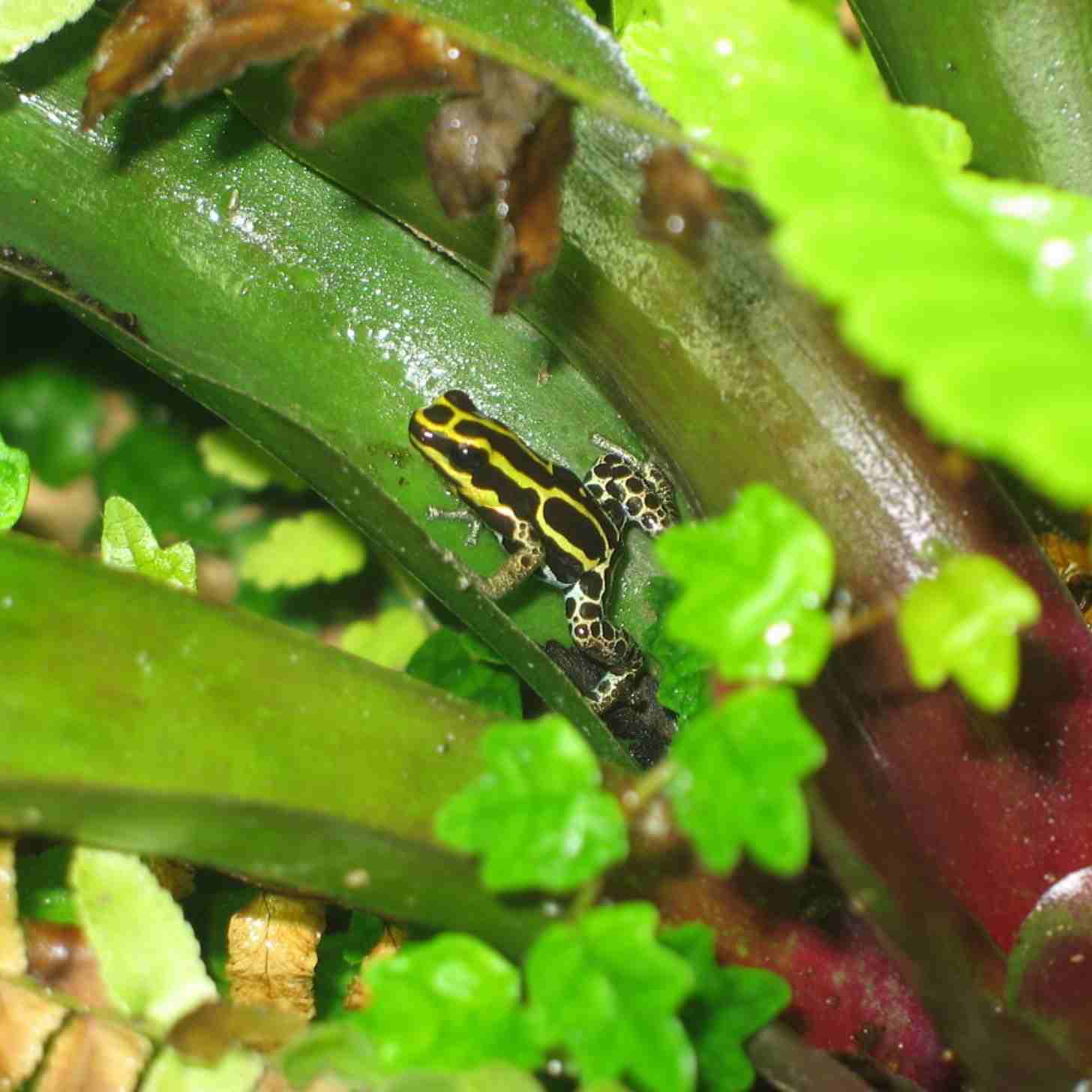 A yellow and black poison dart frog sits on the edge of a plant leaf. It is dwarfed by the leaves around it