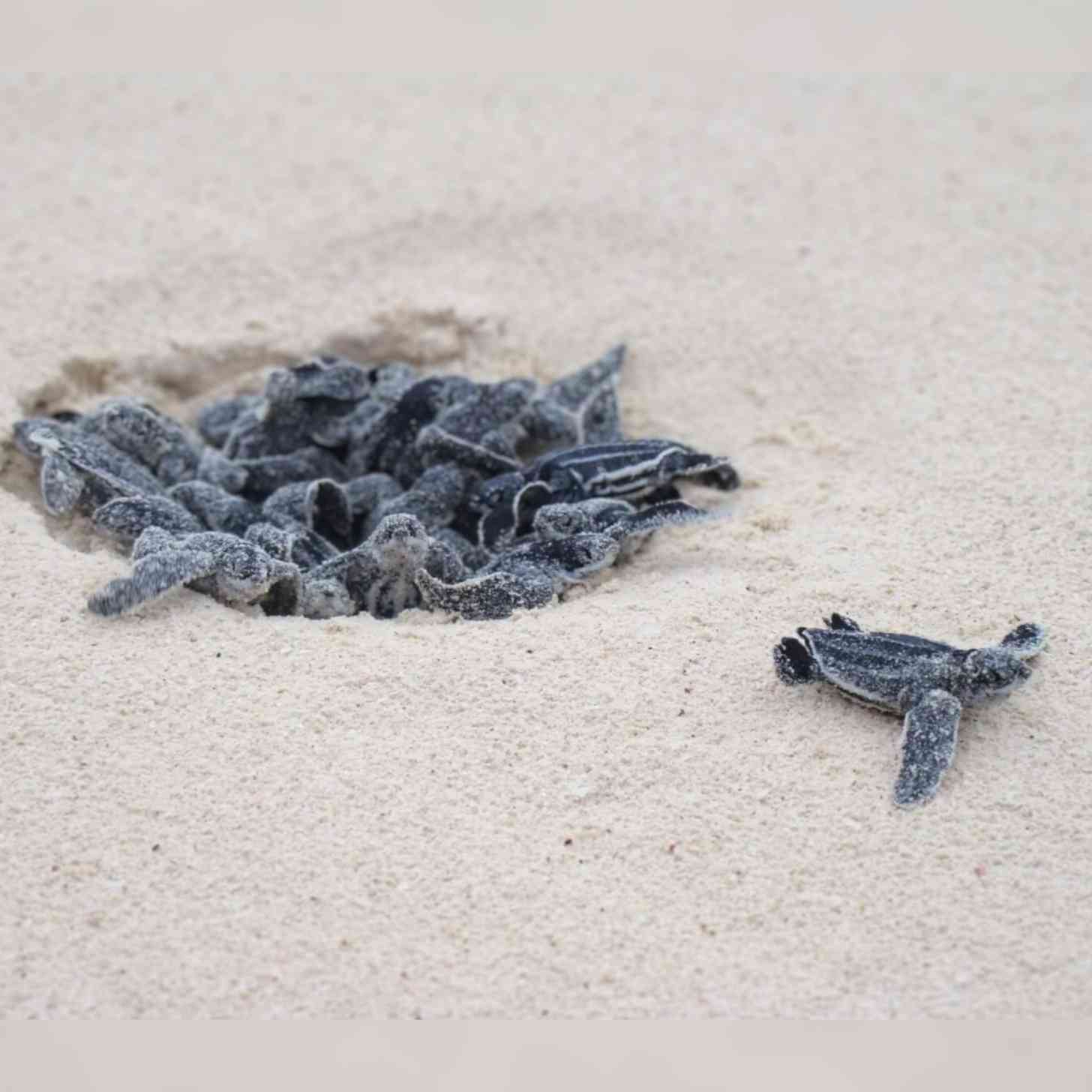 sea turtle hatchlings on a beach