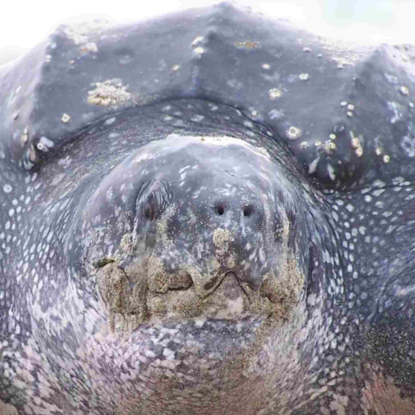 An adult leatherback turtle