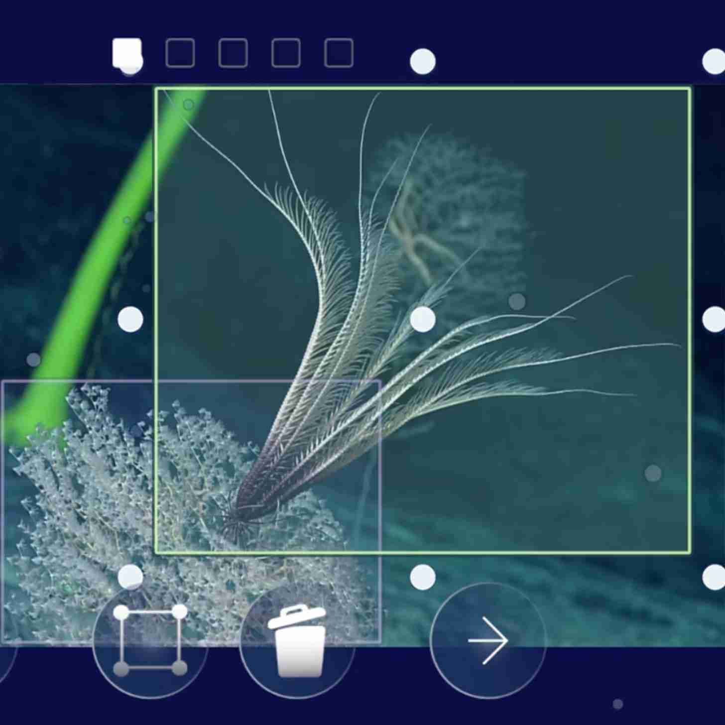 Using a green boundary box, a player is selecting an ocean animal for the purposes of classifying it.