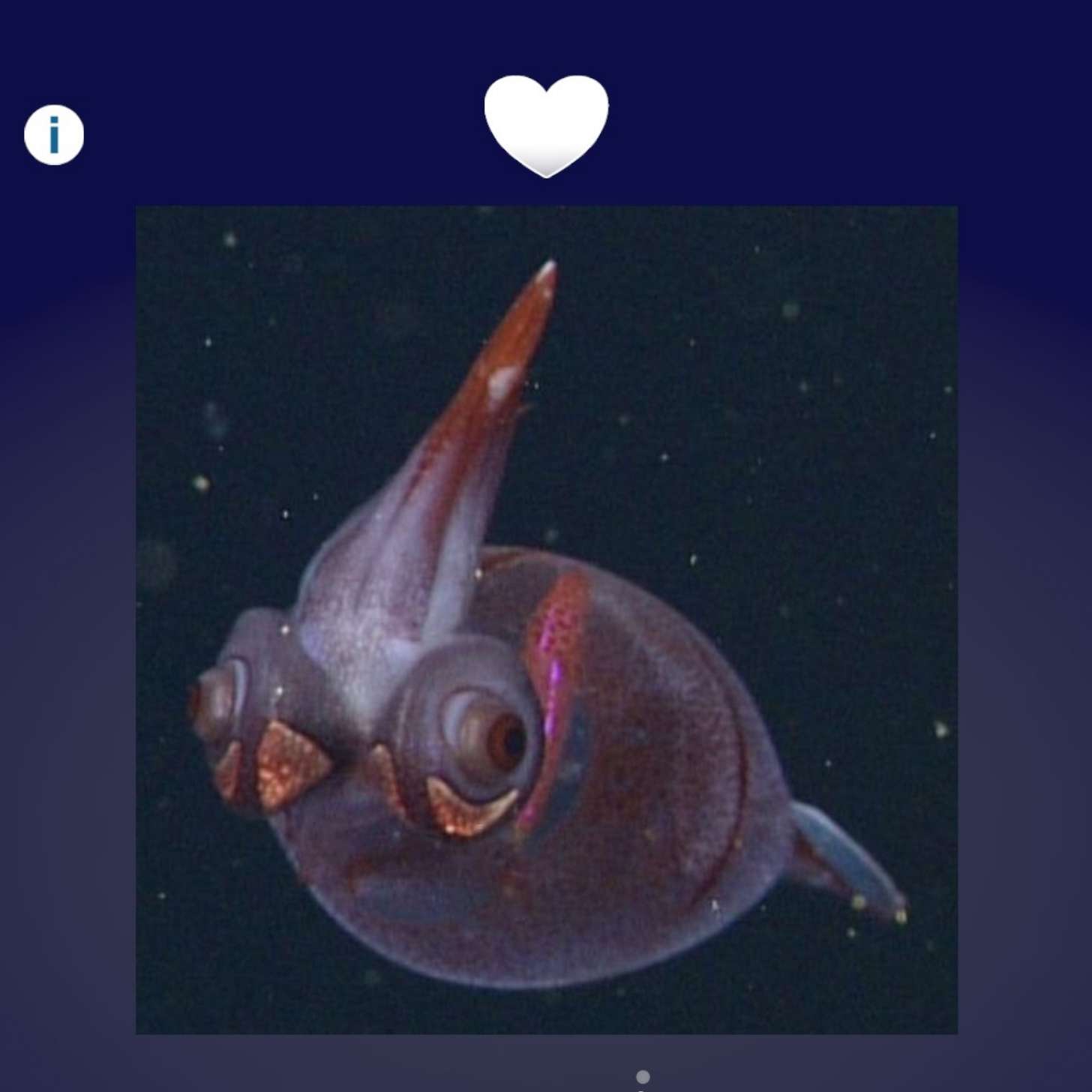 A screenshot from FathomVerse with an orange squid beneath a category of favorites, represented by a white heart.