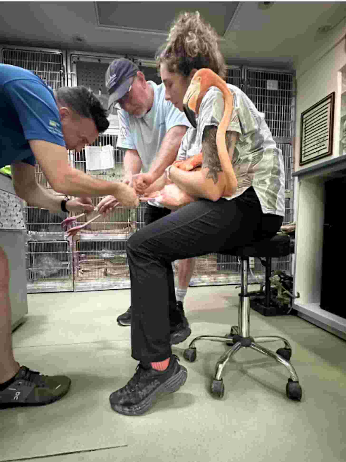 A woman holds a flamingo while two men are trying to put a band on its leg.