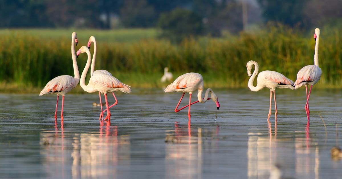 A group of flamginos stands in shallow water