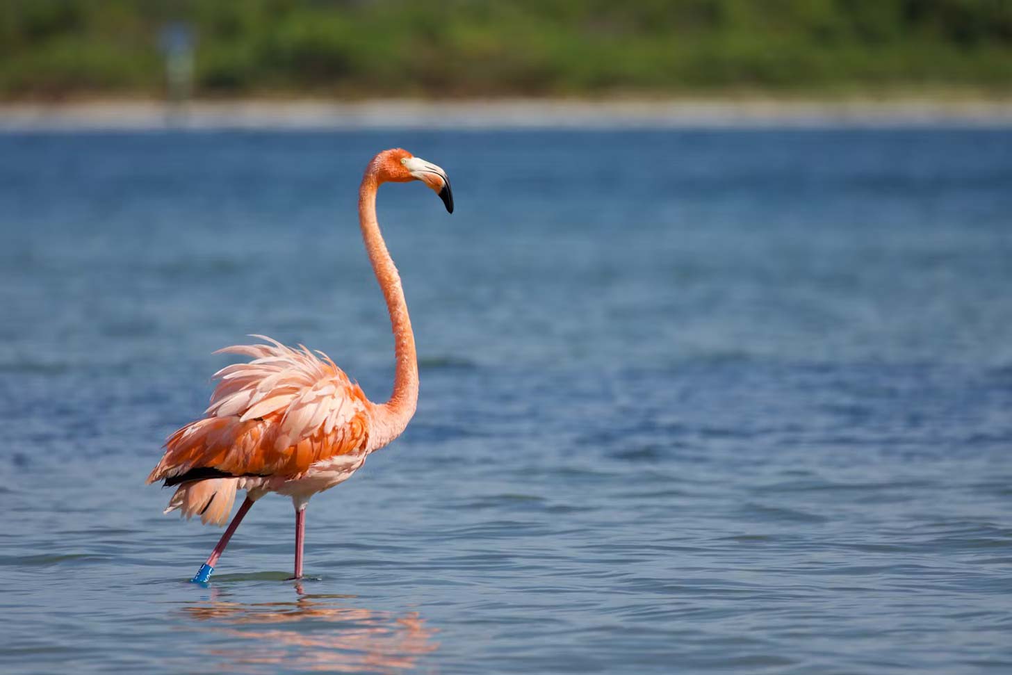 A flamingo stands in water