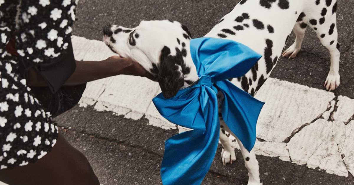 A dalmation wears a large cobalt blue bow around its neck