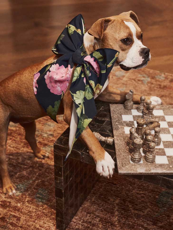 A pitbull mix wears a large navy and pink floral bow next to a chess set