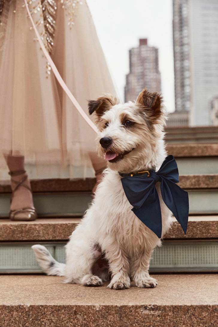 A small terrier wears a navy blue bow in downtown New York City