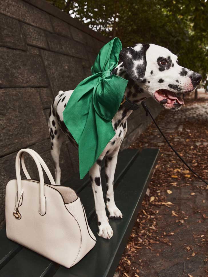 A dalmatian wears a forest green bow on the streets of New York City