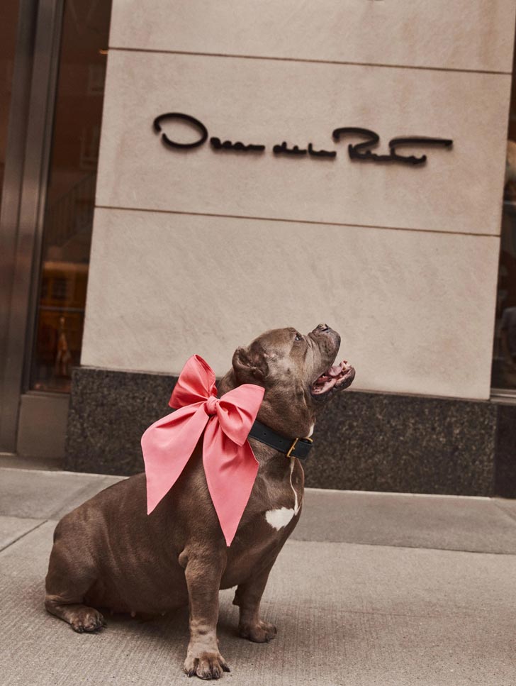 A gray pitbull wears a bright pink bow in front of Oscar de la Renta in New York City