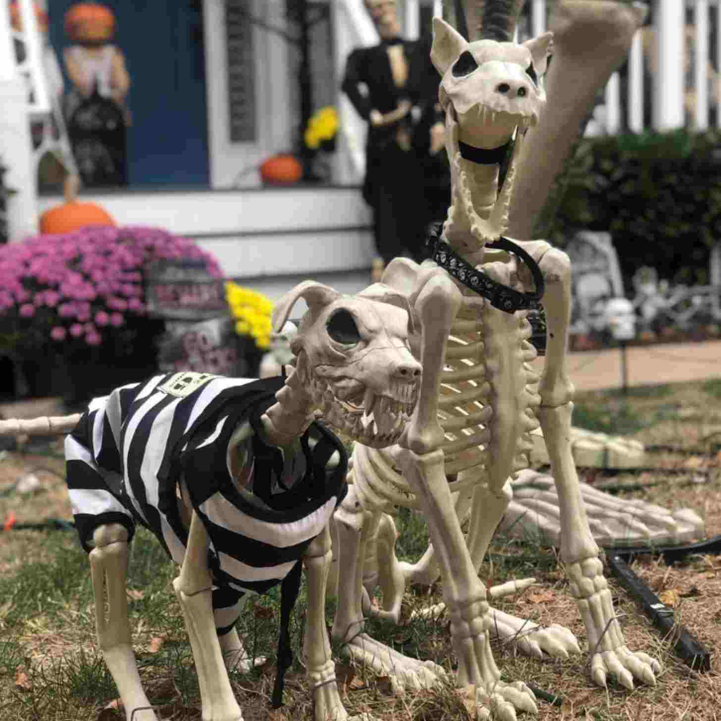 Two dog skeletons with harnesses sit in the middle of lawn decor