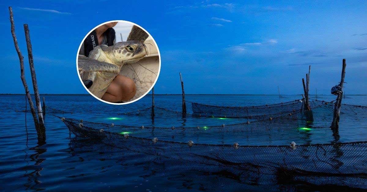 Under an inky sky, fishing nets are covered in green LED lights. In the corner, another photo shows a person holding a sea turtle